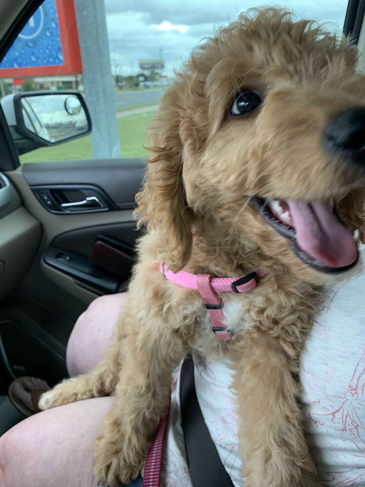 Baby Autumn as a tiny puppy in a pink harness riding on a lap in the car, tongue out and happy