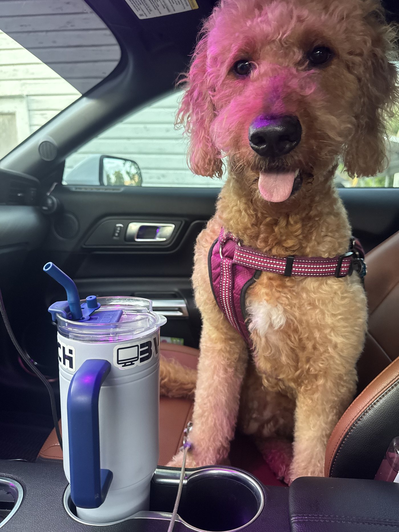 Autumn sitting up in the passenger seat in a coral harness, tongue out and happy, beside Jordan's tumbler &mdash; ready to go