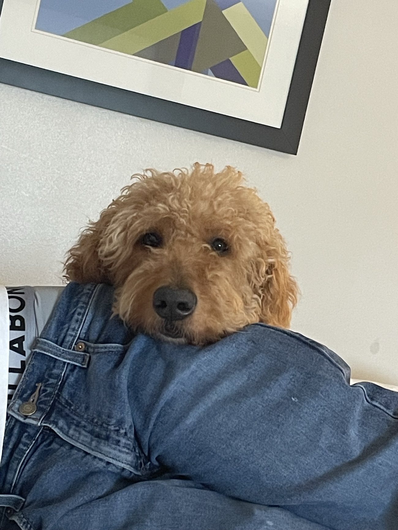 Autumn, a golden Goldendoodle, resting her chin softly against Jordan, looking up with calm, trusting eyes