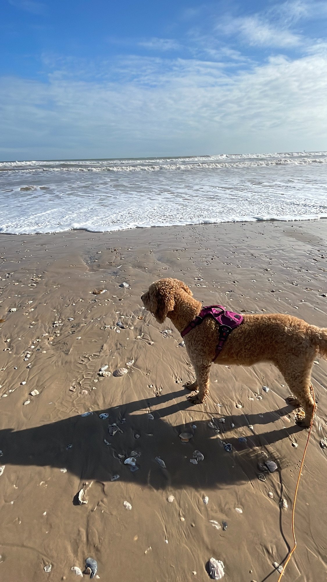 Autumn standing alone on the wet sand in her harness, watching the ocean waves roll in under a wide blue sky