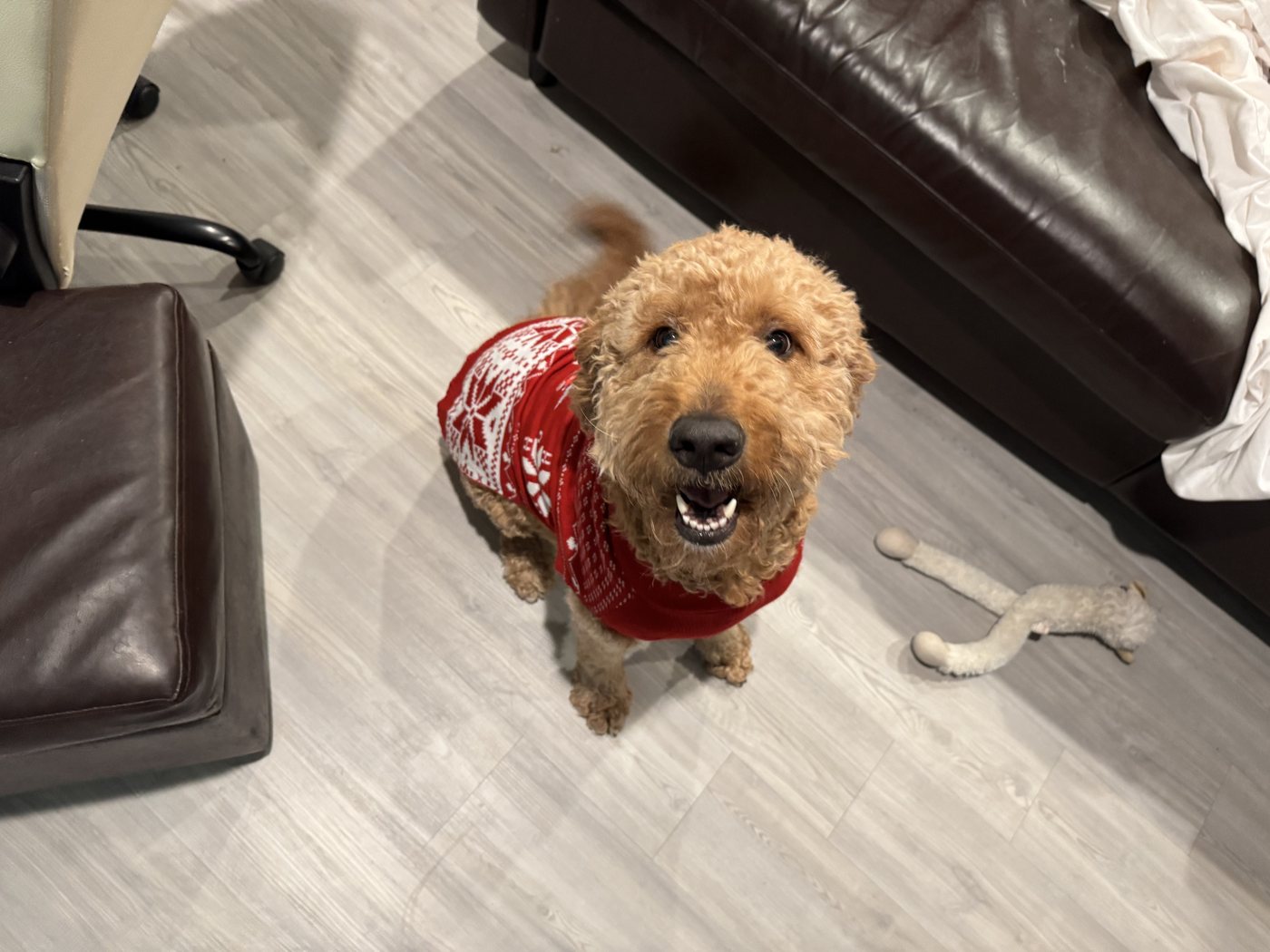 Autumn grinning up at the camera in a cozy red snowflake holiday sweater, her toy on the floor beside her