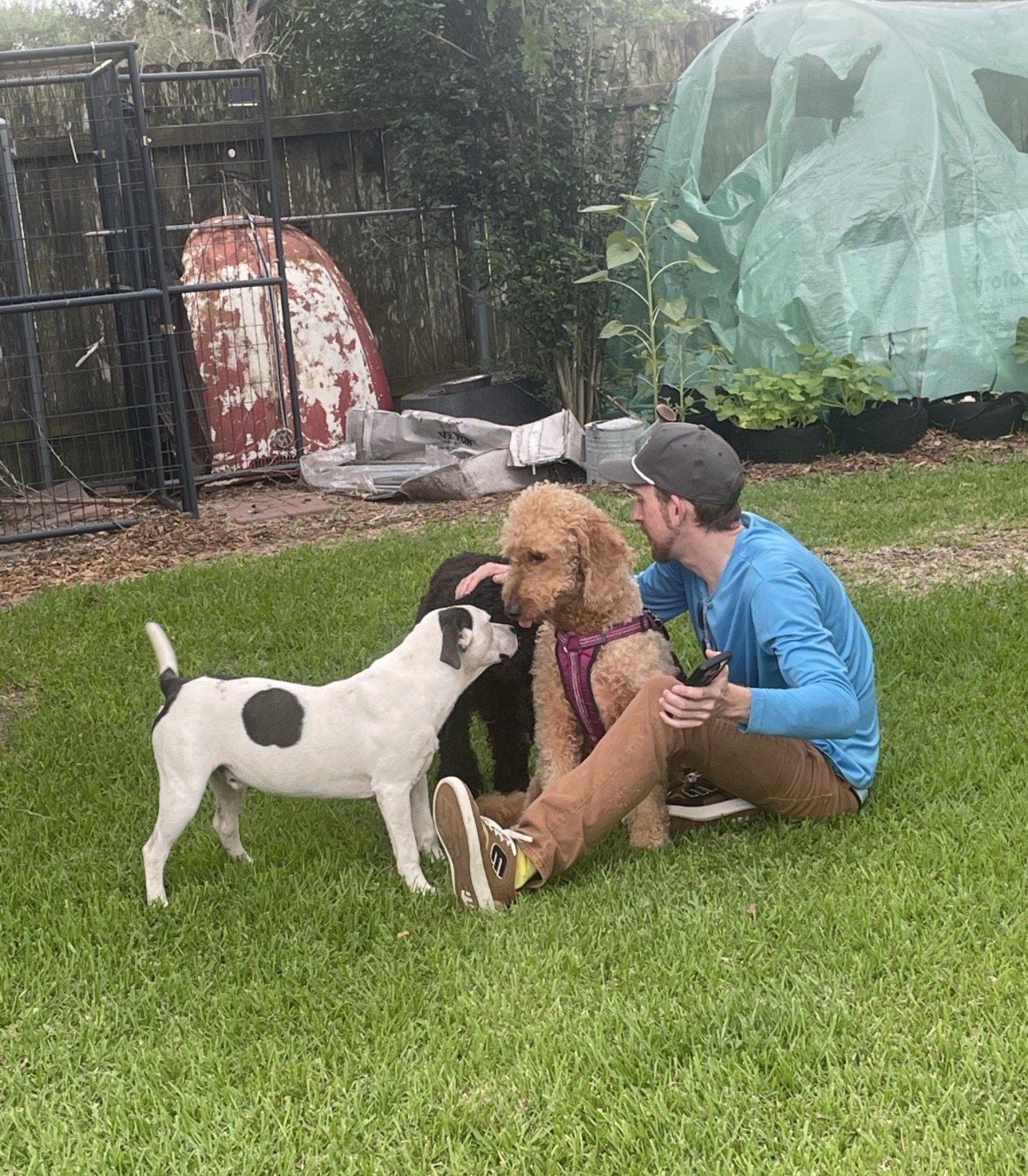 Autumn greeting other dogs in the backyard while Jordan Polasek sits with them on the grass